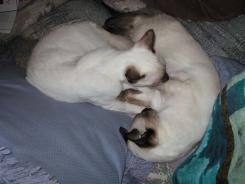 more kittens
